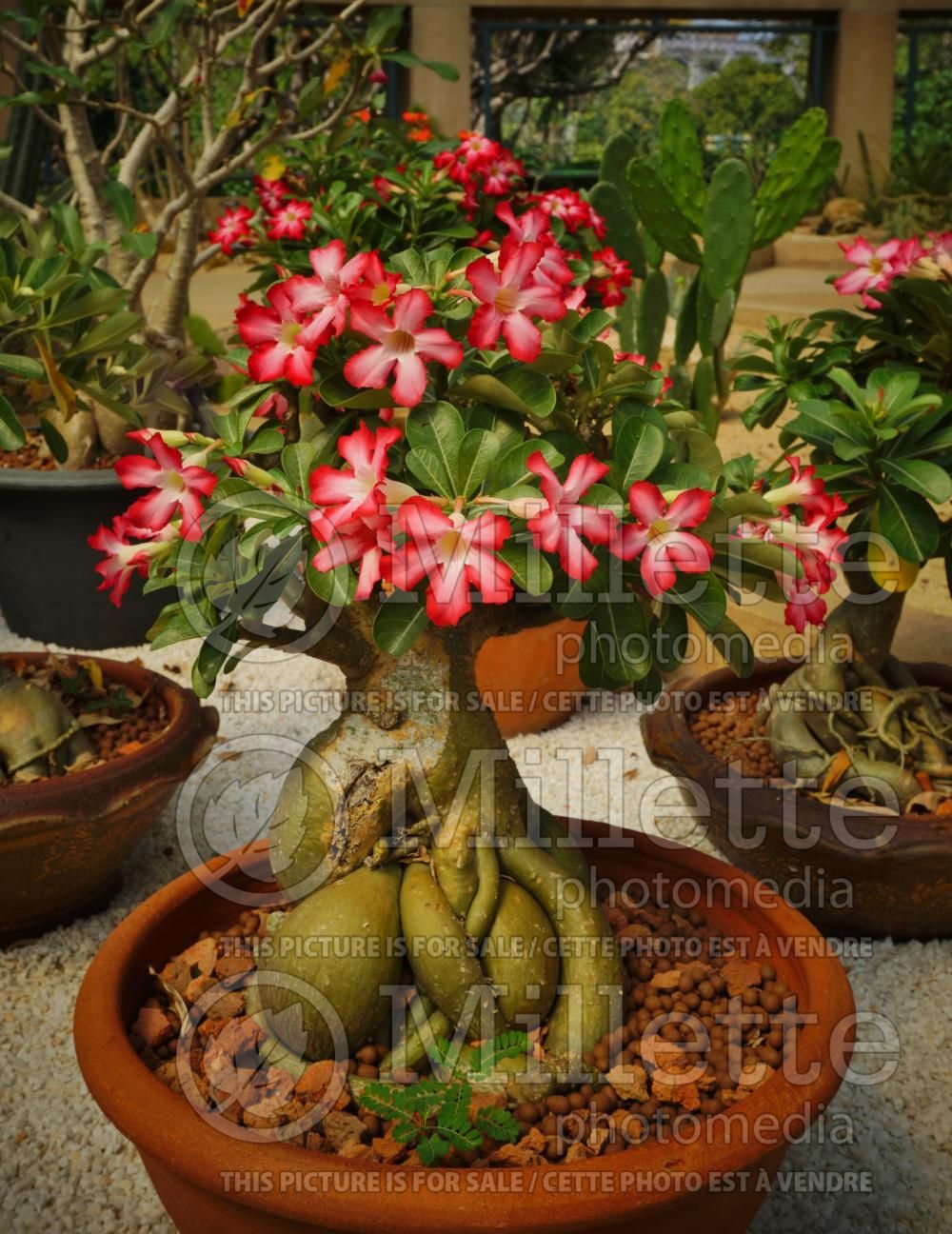 Adenium obesum (Desert Rose) 6