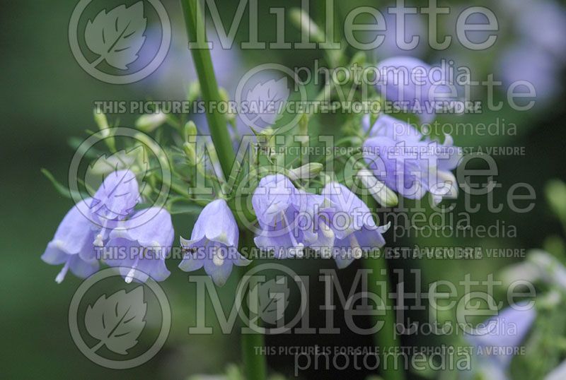 Adenophora triphylla (Three-leaved Ladybells)  1