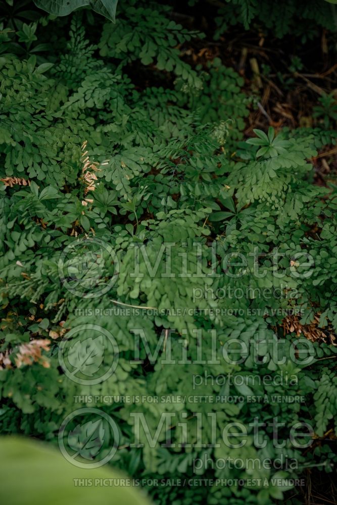 Adiantum Imbricatum (Maidenhair fern) 1 