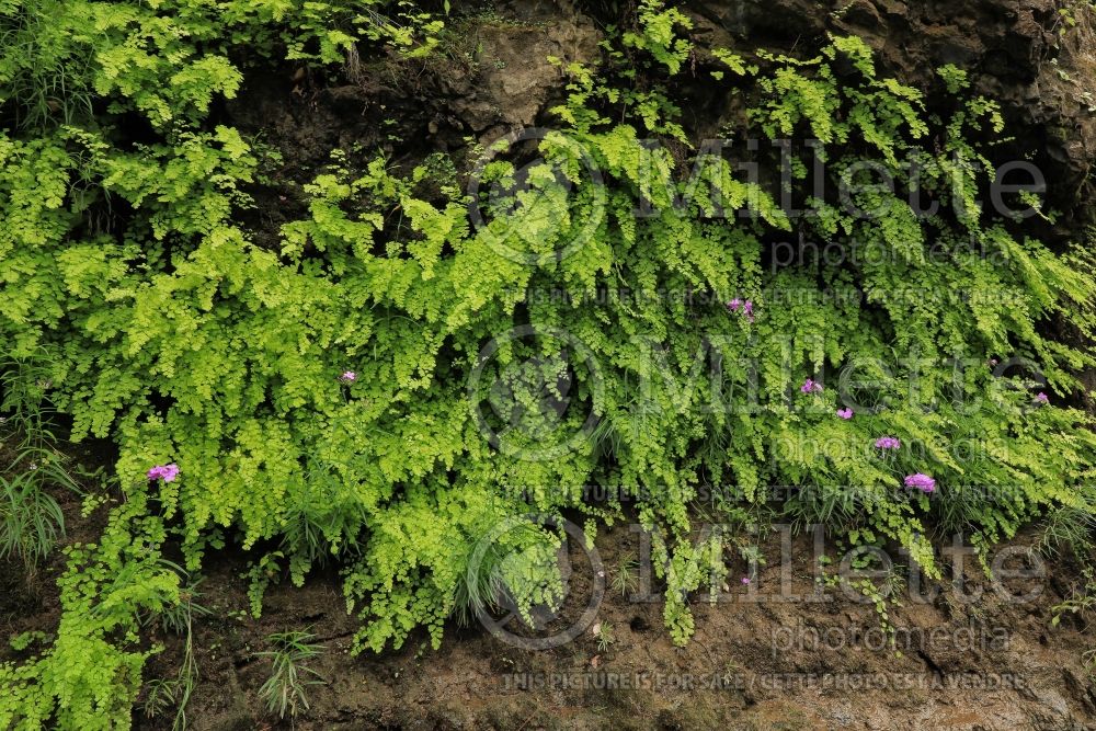 Adiantum capillus-veneris (southern maidenhair fern) 12 