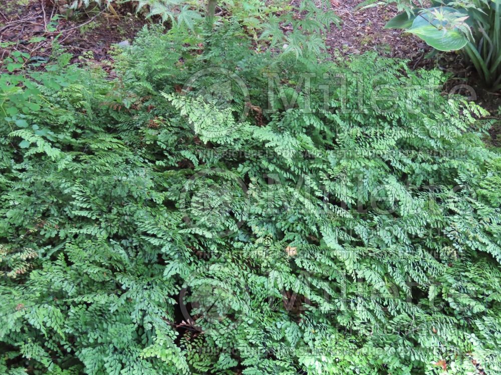 Adiantum capillus-veneris (southern maidenhair fern) 11 