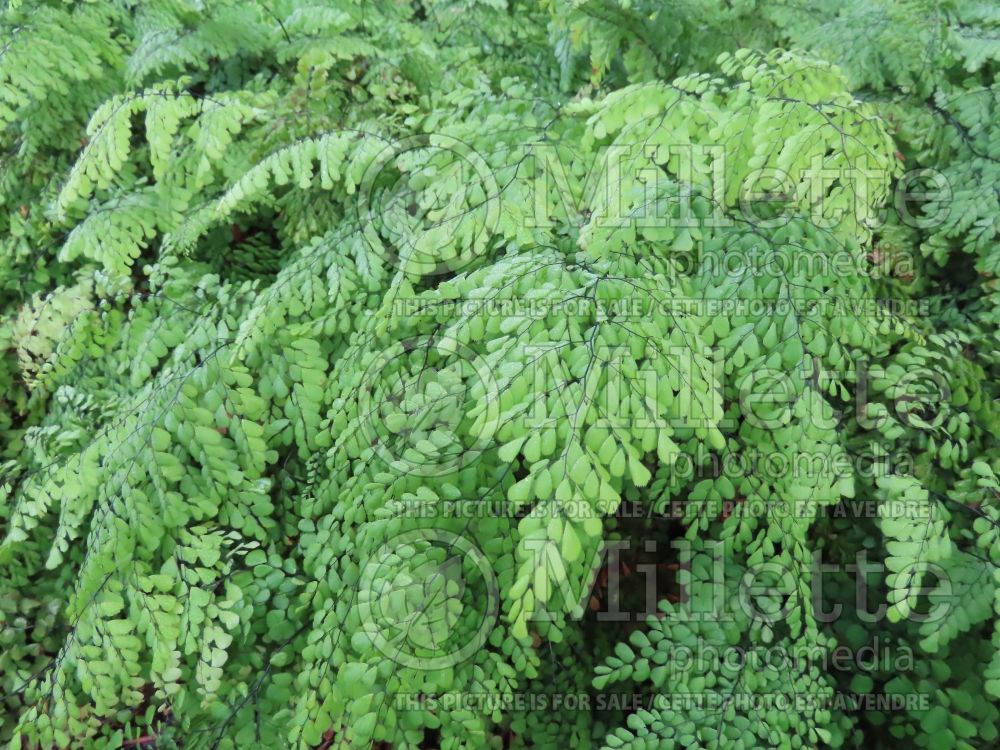 Adiantum capillus-veneris (southern maidenhair fern) 13 