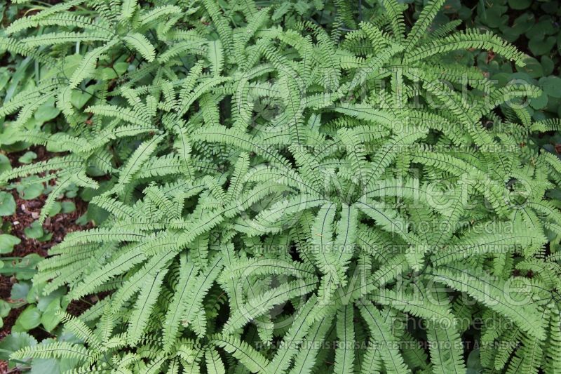 Adiantum aleuticum (Maidenhair fern) 2 