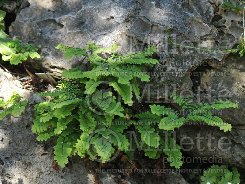 Adiantum aleuticum subpumilum (Maidenhair fern) 1 