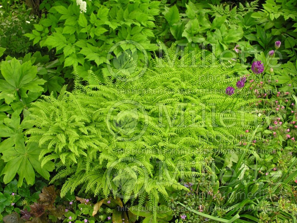 Adiantum aleuticum (Maidenhair fern) 1 