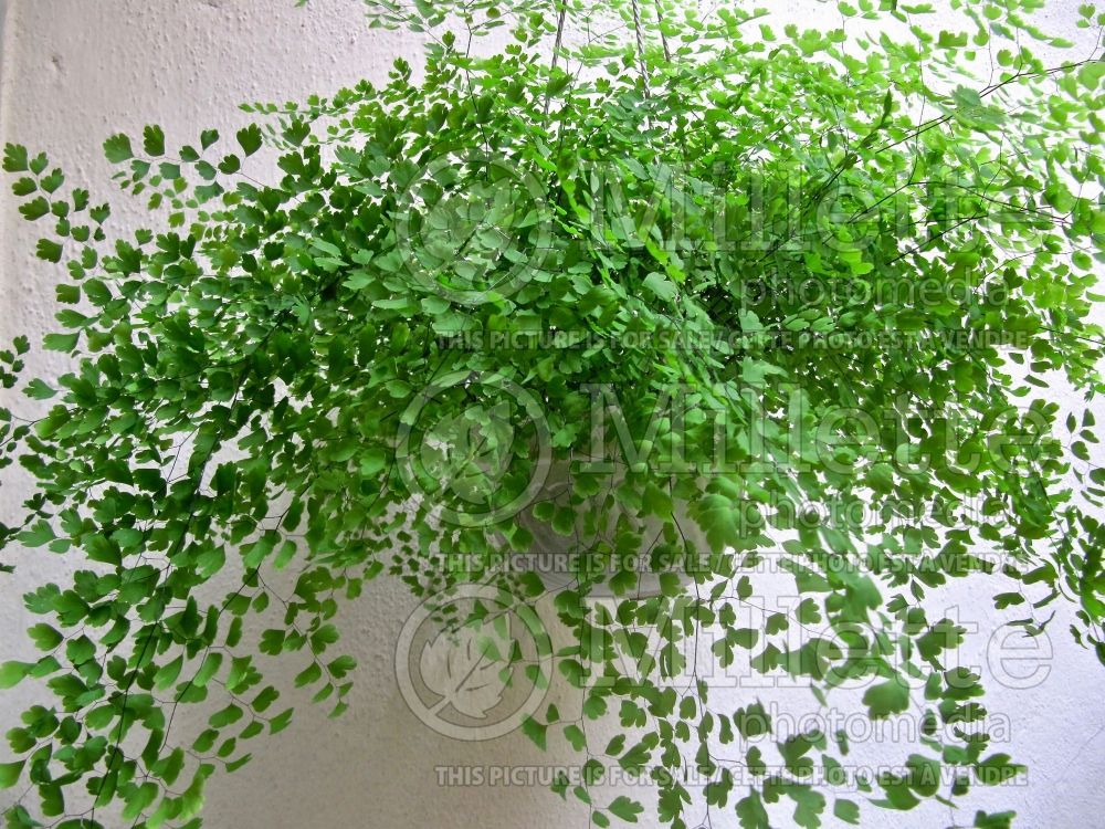 Adiantum capillus-veneris (southern maidenhair fern) 3 