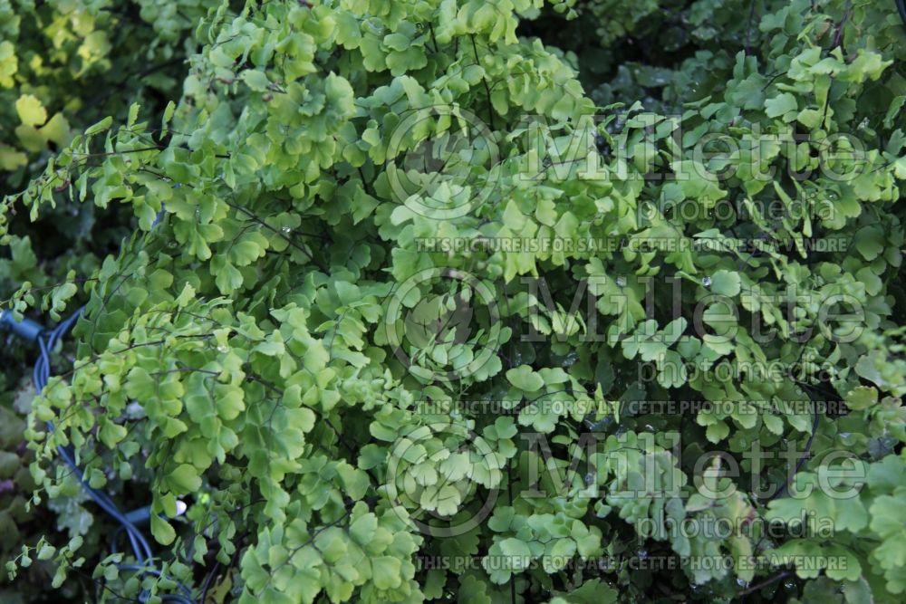 Adiantum capillus-veneris (southern maidenhair fern) 4 