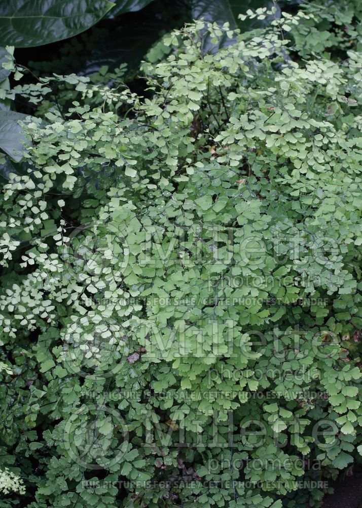 Adiantum capillus-veneris (southern maidenhair fern) 1 