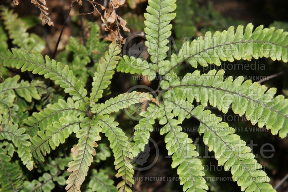 Adiantum hispidulum (Maidenhair fern) 1 