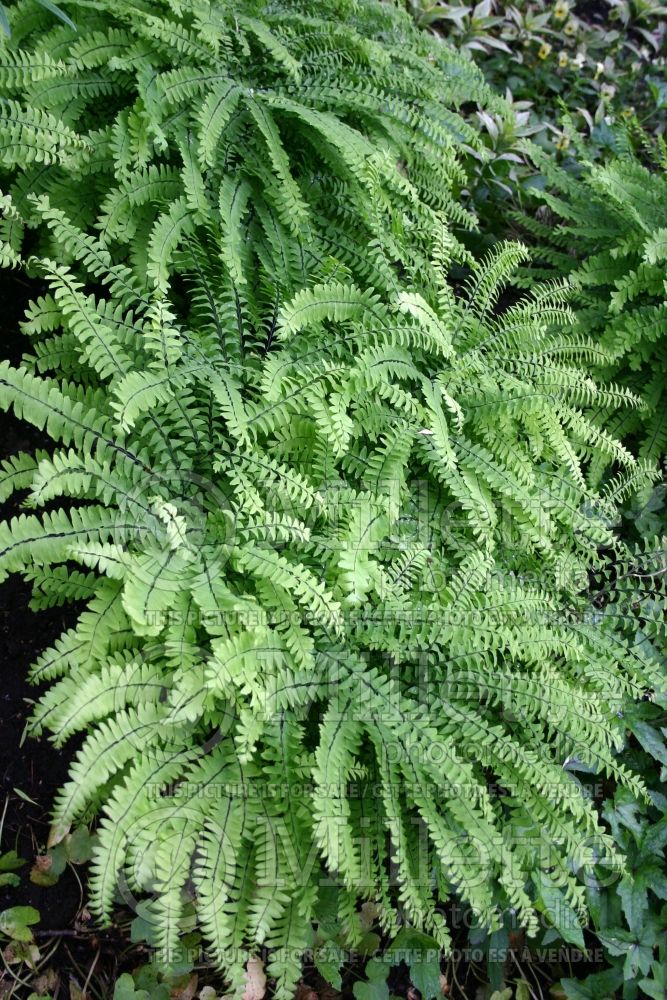 Adiantum pedatum (Maidenhair fern) 2 