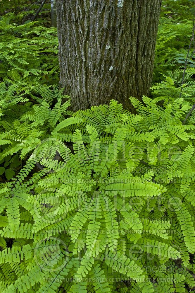 Adiantum pedatum (Maidenhair fern) 1 