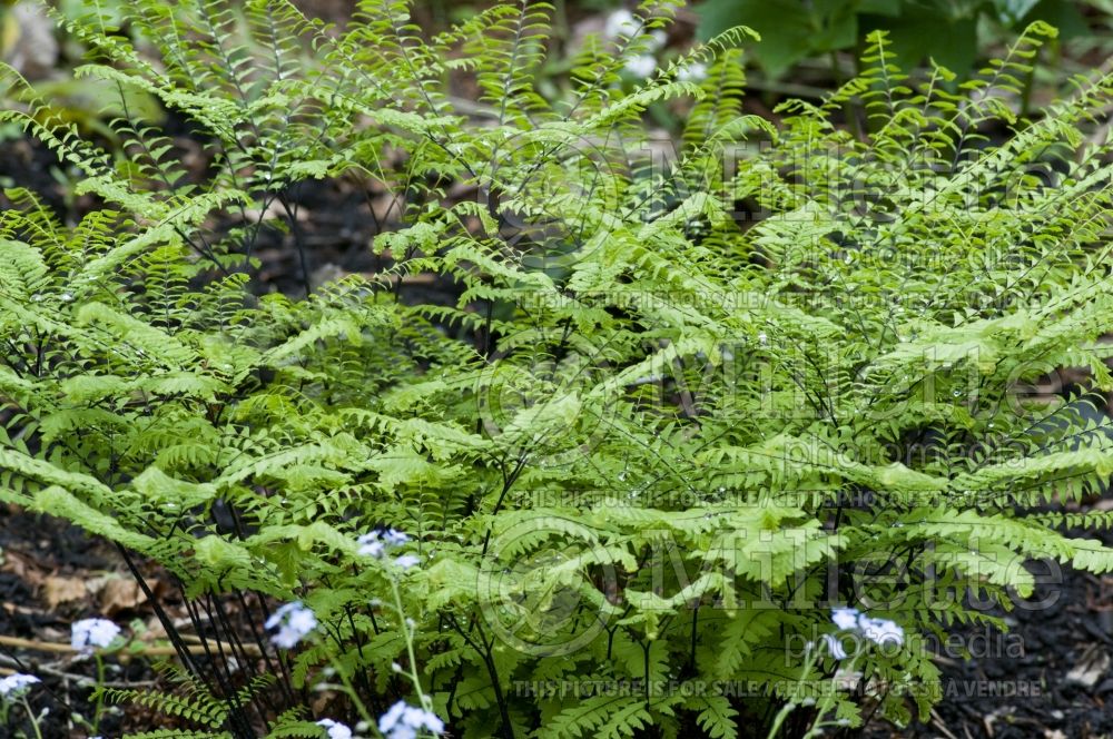 Adiantum Miss Sharples (Maidenhair fern) 1 