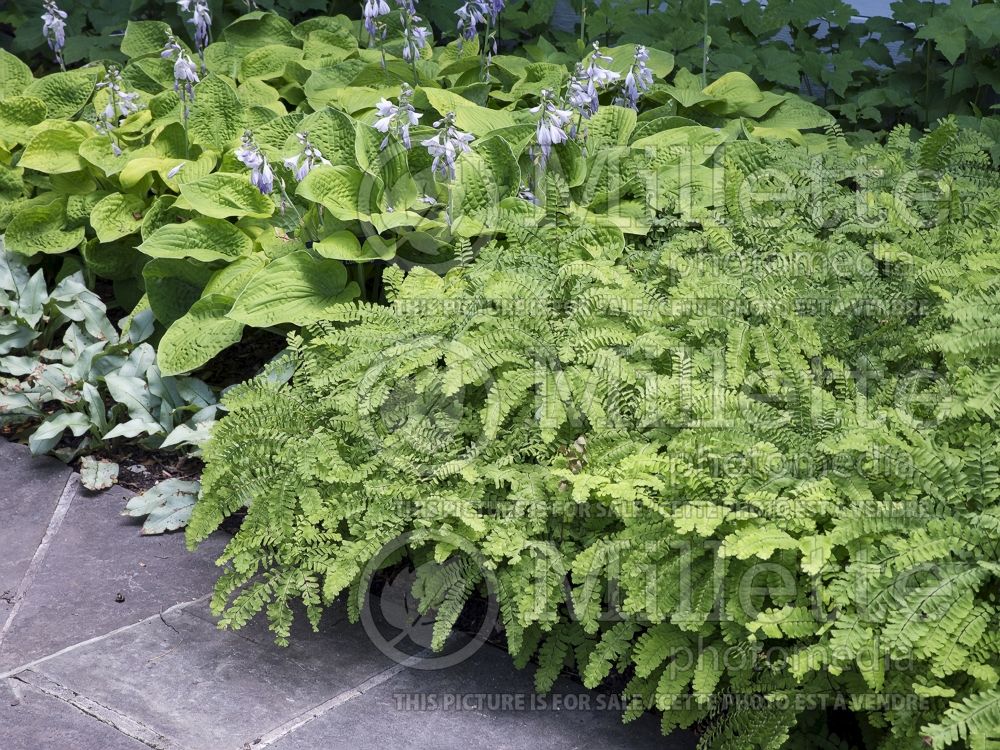 Adiantum pedatum (Maidenhair fern) 5 