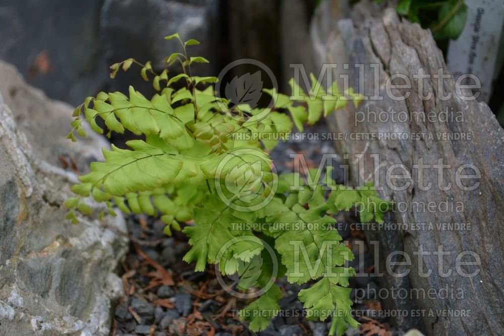 Adiantum pedatum (Maidenhair fern) 3 