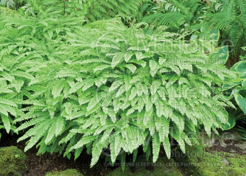 Adiantum Miss Sharples (Maidenhair fern) 2 