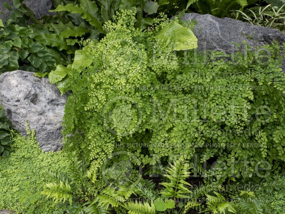 Adiantum Fragrantissimum (Delta maidenhair fern) 2 