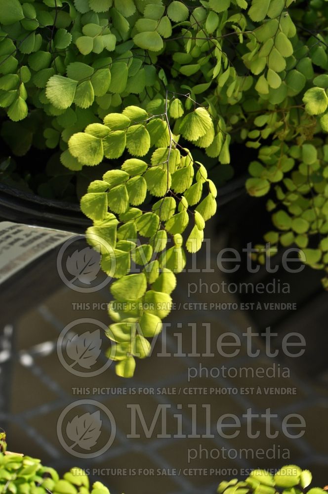 Adiantum venustum (Maidenhair fern) 2 