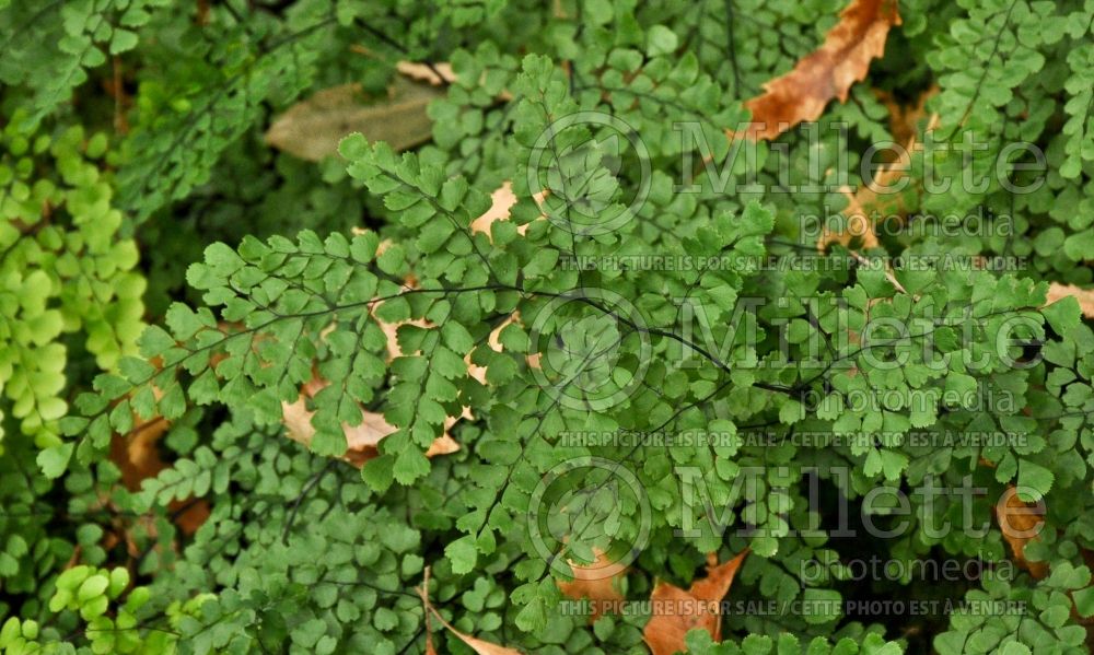 Adiantum venustum (Maidenhair fern) 4 