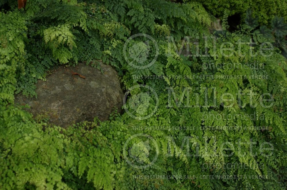 Adiantum venustum (Maidenhair fern) 6 