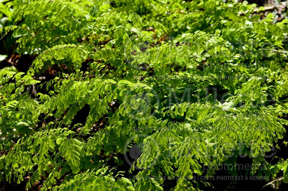 Adiantum venustum (Maidenhair fern) 5 