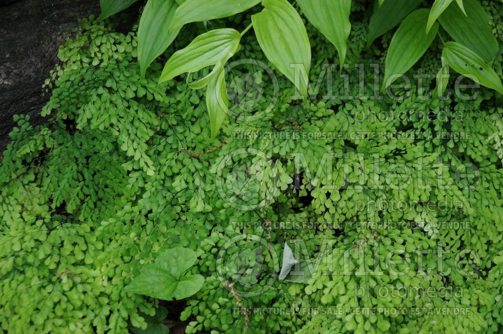 Adiantum venustum (Maidenhair fern) 1 