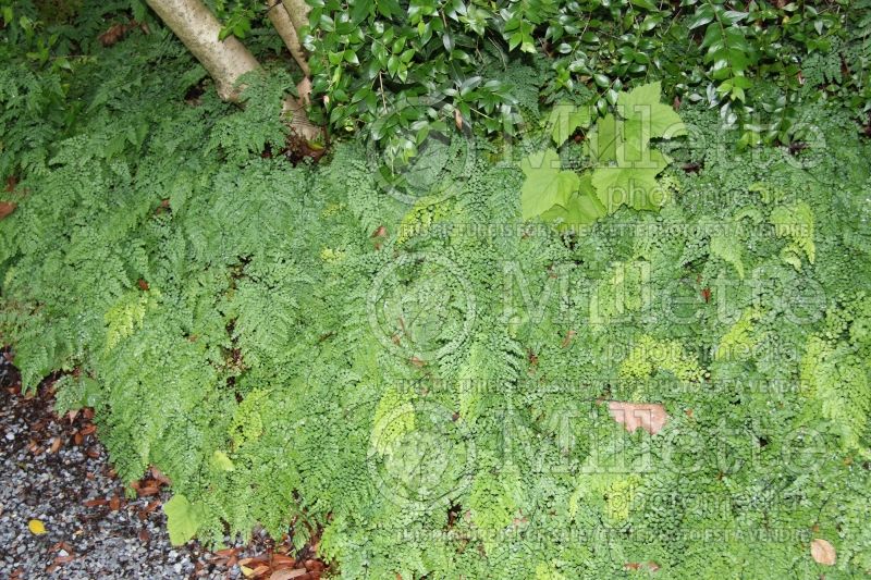 Adiantum venustum (Maidenhair fern) 8 