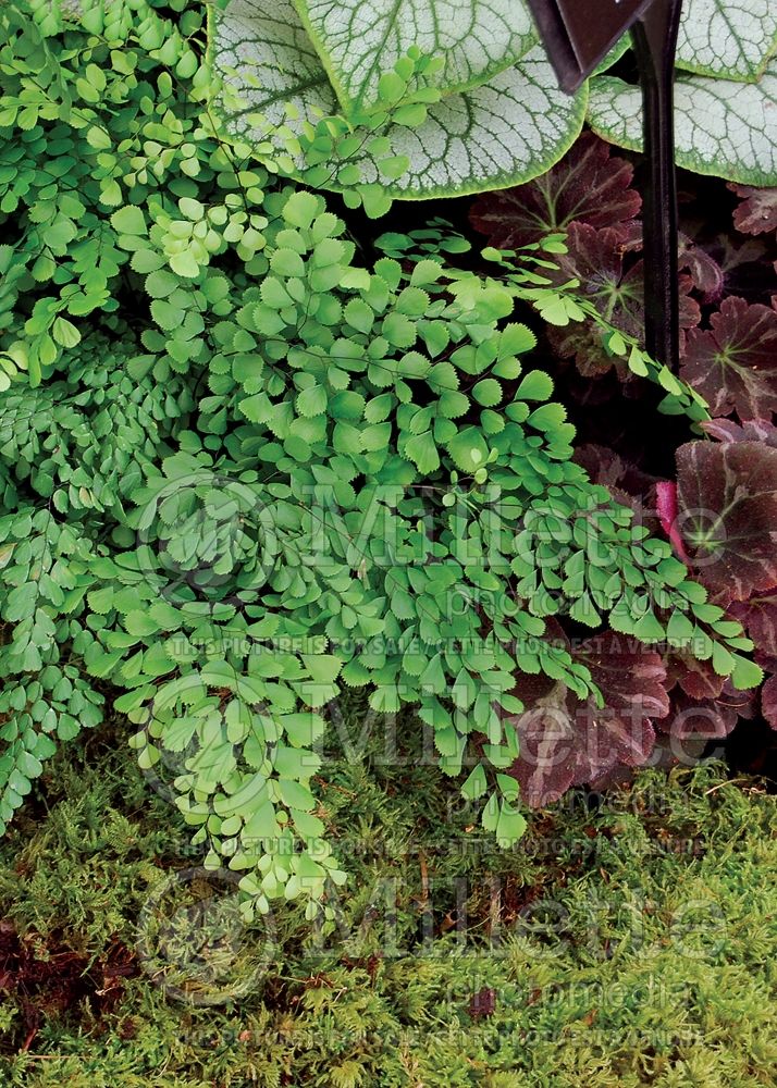 Adiantum venustum (Maidenhair fern) 7 