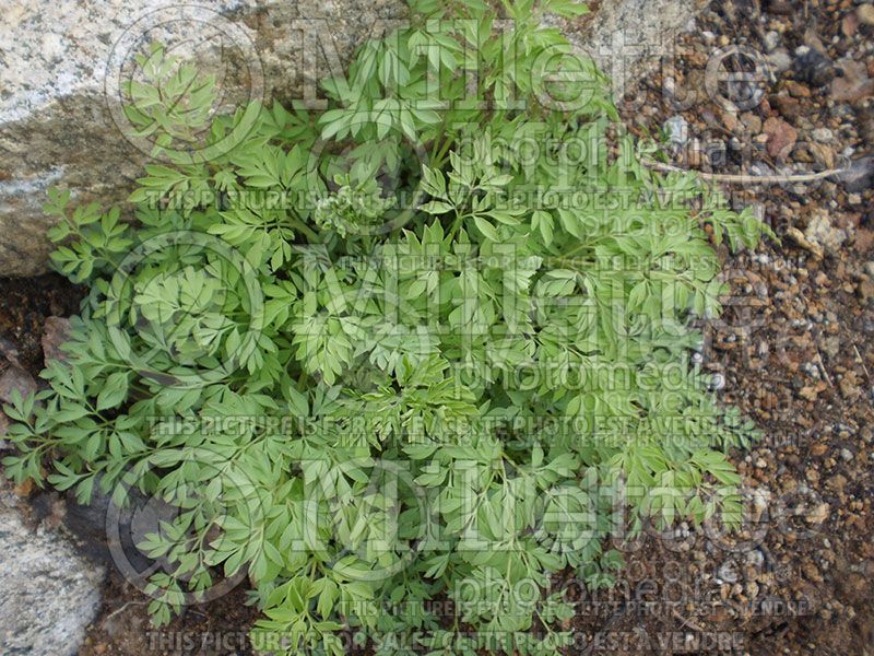 Adlumia fungosa (Climbing Fumitory, Mountain Fringe)  2