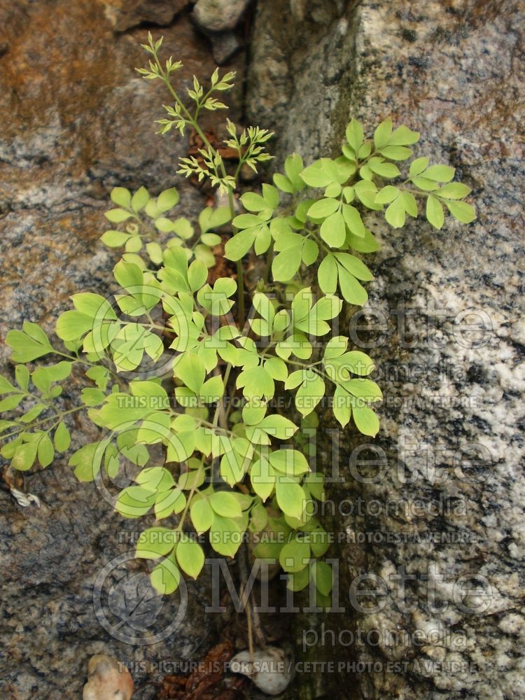 Adlumia fungosa (Climbing Fumitory, Mountain Fringe)  1