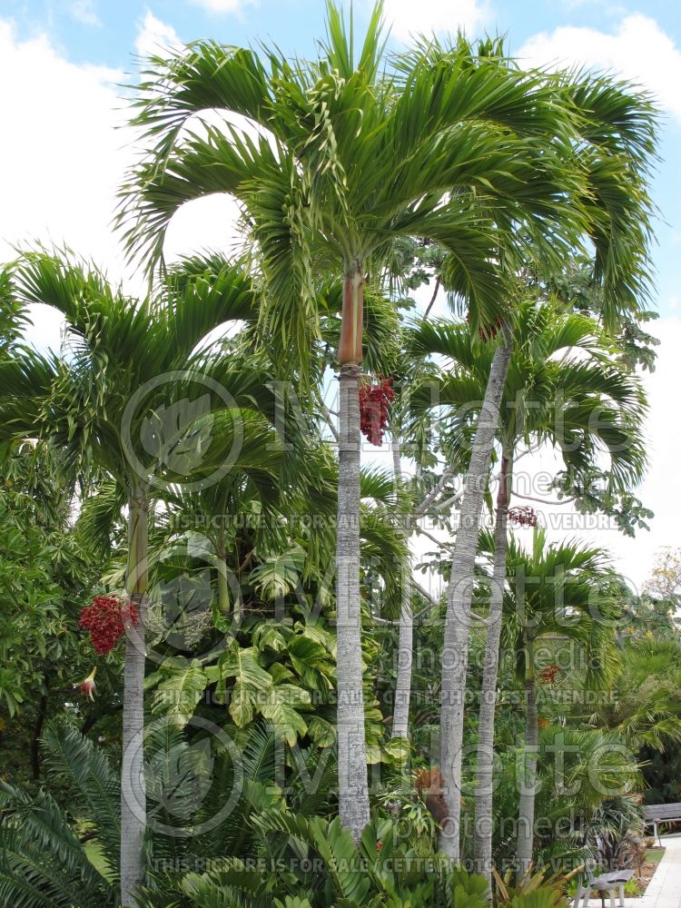 Adonidia merrillii (Manila Palm Christmas Palm) 1 