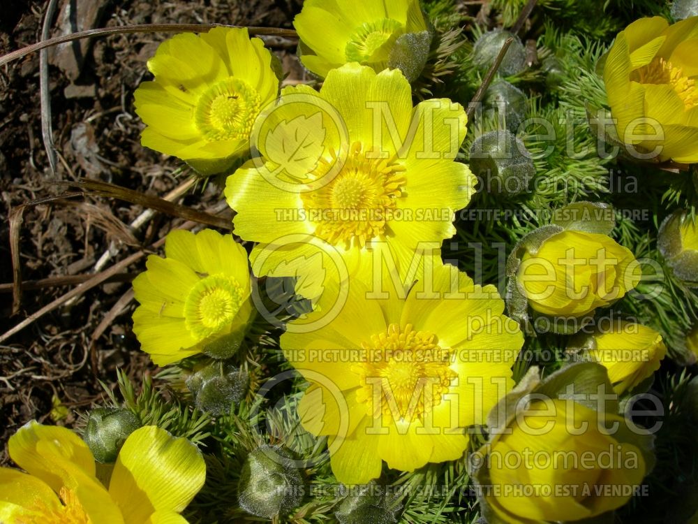 Adonis vernalis (Pheasant's eye)  1