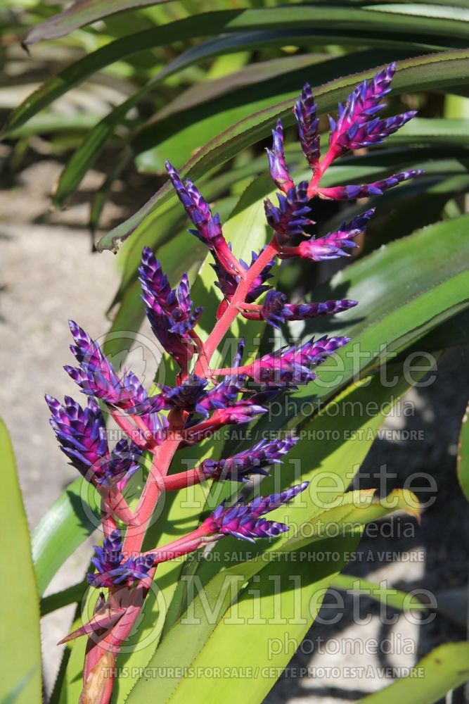 Aechmea Blue Max (Dwarf Tree Aeonium Cactus) 1 