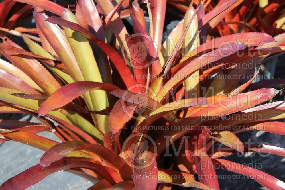 Aechmea Burgundy (Dwarf Tree Aeonium Cactus) 1 