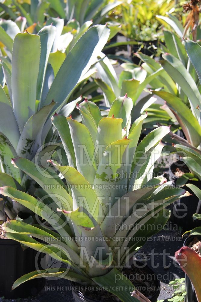 Aechmea Little Harv (Dwarf Tree Aeonium Cactus) 1 