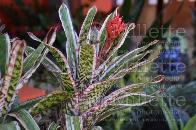 Aechmea Ensign (Dwarf Tree Aeonium) 1 