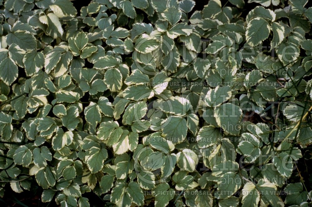 Aegopodium Variegatum (Bishop's Weed goutweed) 1 