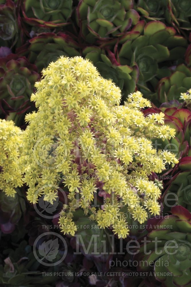 Aeonium Tip Top (Dwarf Tree Aeonium Cactus) 1 