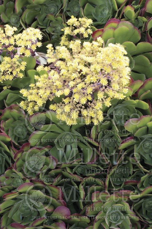 Aeonium Tip Top (Dwarf Tree Aeonium Cactus) 2 