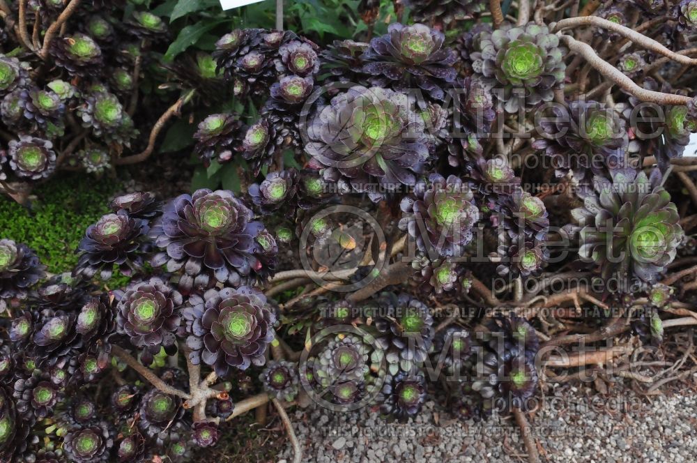 Aeonium Atropurpureum (Aeonium Cactus) 1 