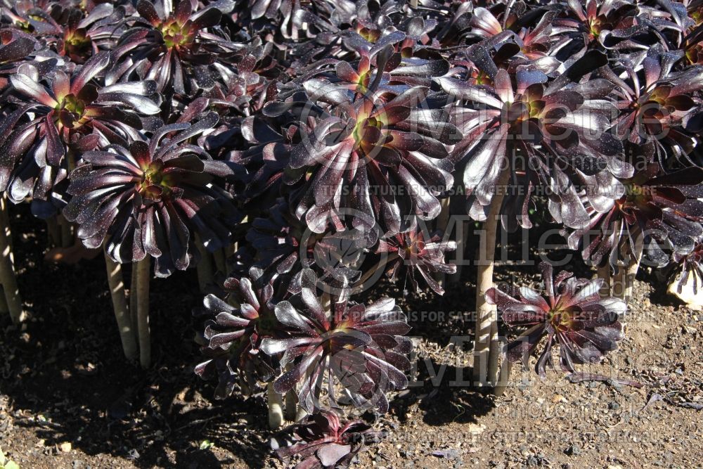 Aeonium Zwartkop (Aeonium Cactus) 2 