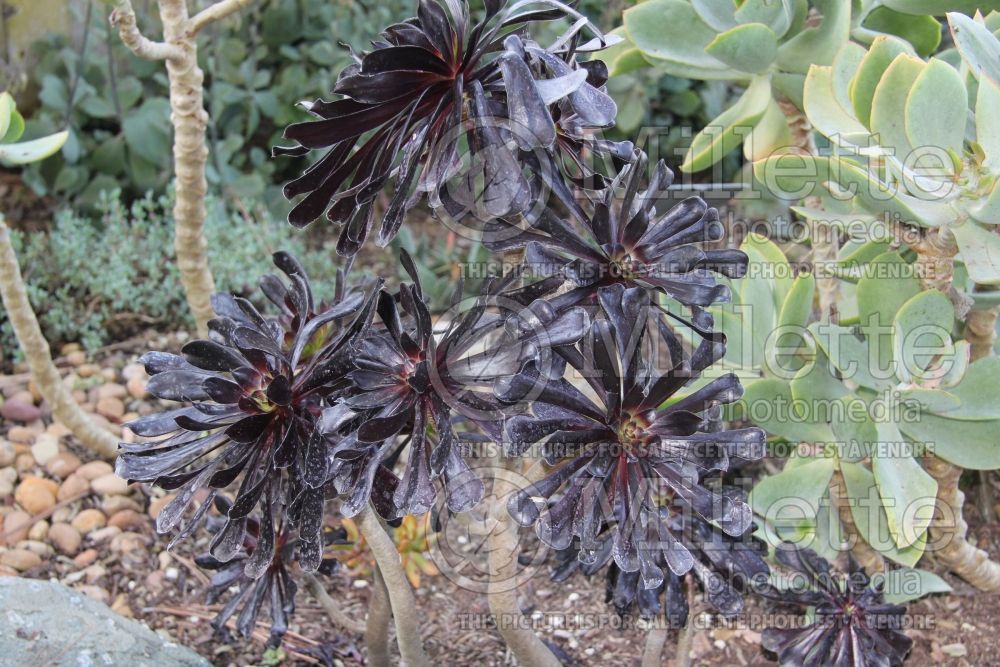 Aeonium Zwartkop (Aeonium Cactus) 3 