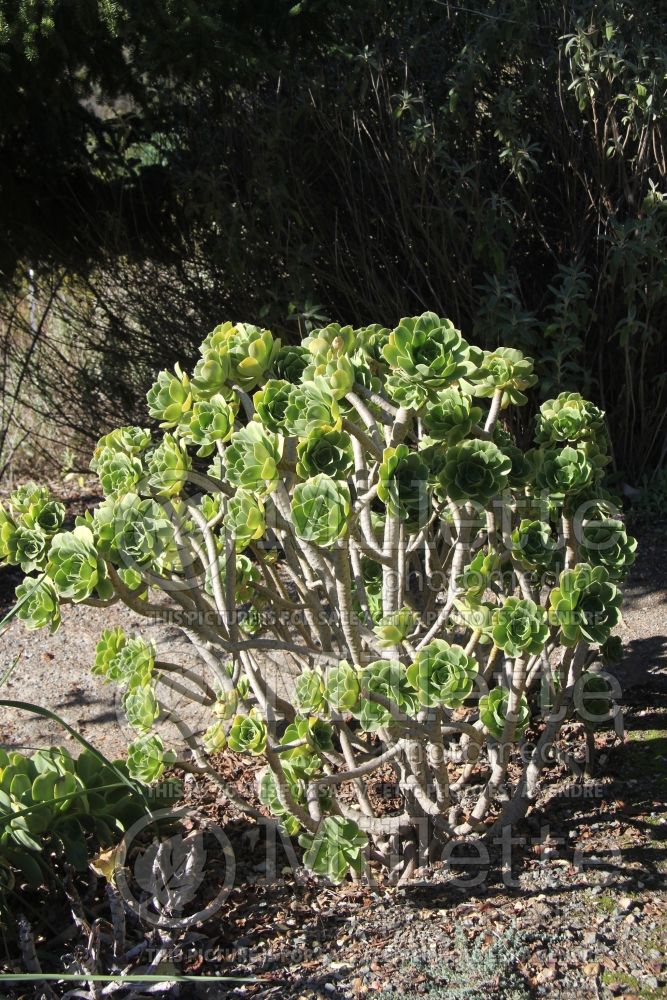 Aeonium balsamiferum (Aeonium Cactus) 2 