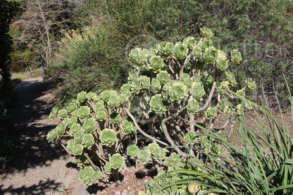 Aeonium balsamiferum (Aeonium Cactus) 1 