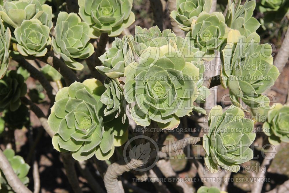 Aeonium balsamiferum (Aeonium Cactus) 3 