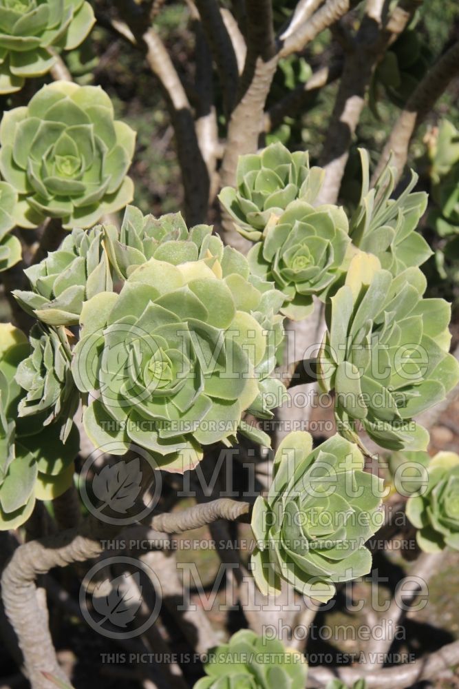 Aeonium balsamiferum (Aeonium Cactus) 4 