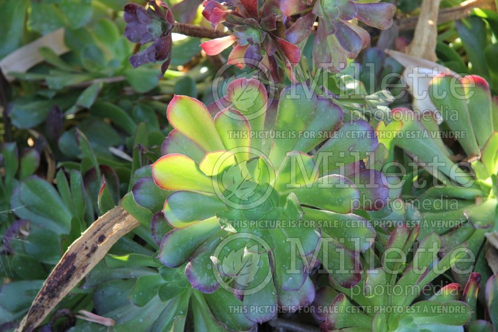 Aeonium Jack Catlin (Aeonium Cactus) 1 