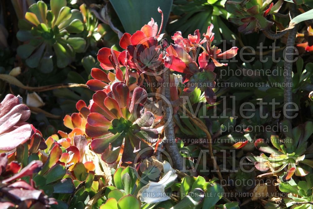 Aeonium Jack Catlin (Aeonium Cactus) 2 