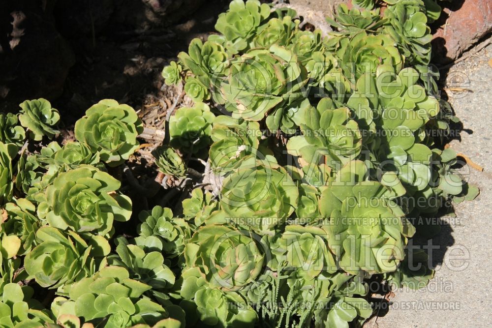 Aeonium Pseudotabuliforme (Aeonium Cactus) 1 