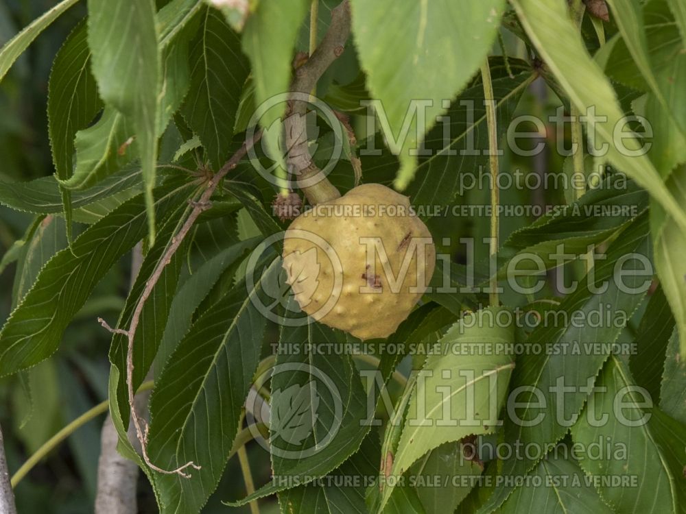 Aesculus glabra (Ohio buckeye, American buckeye, or fetid buckeye) 10 