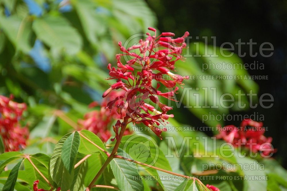 Aesculus Humilis (red buckeye or firecracker plant) 3 